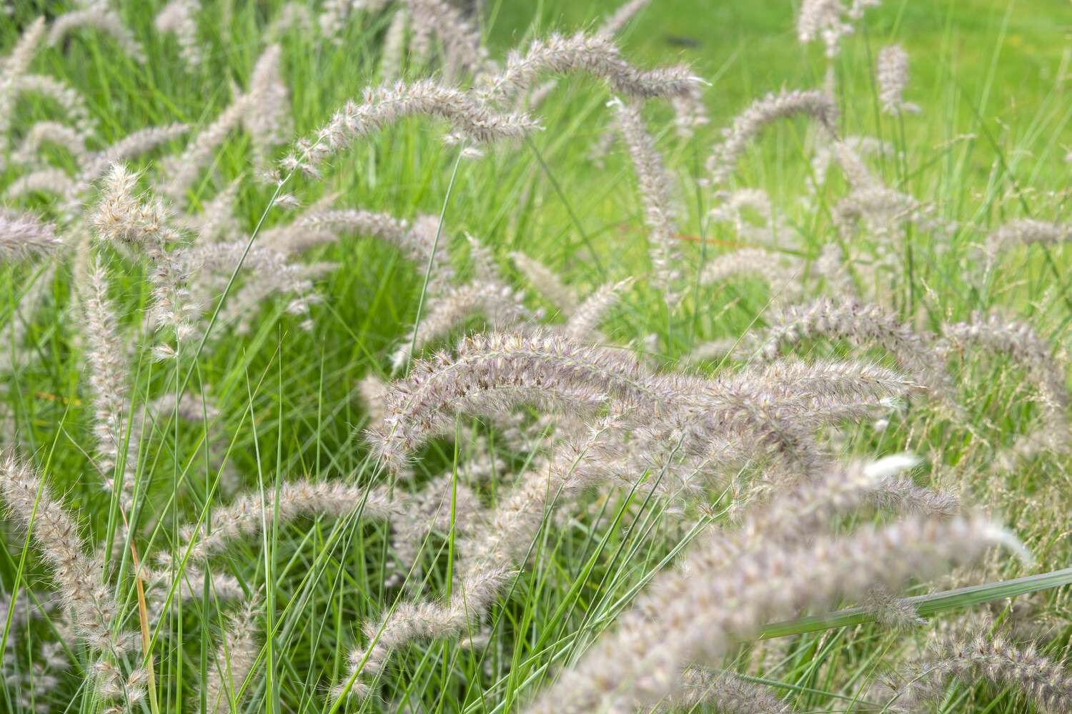 Koristesulkahirssi 'Hameln' (Pennisetum alopecuroides)
